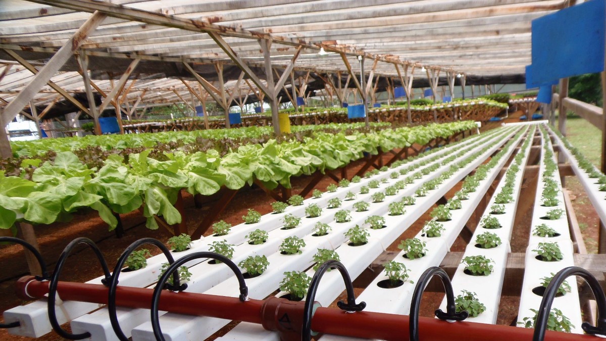 hidroponía argentina